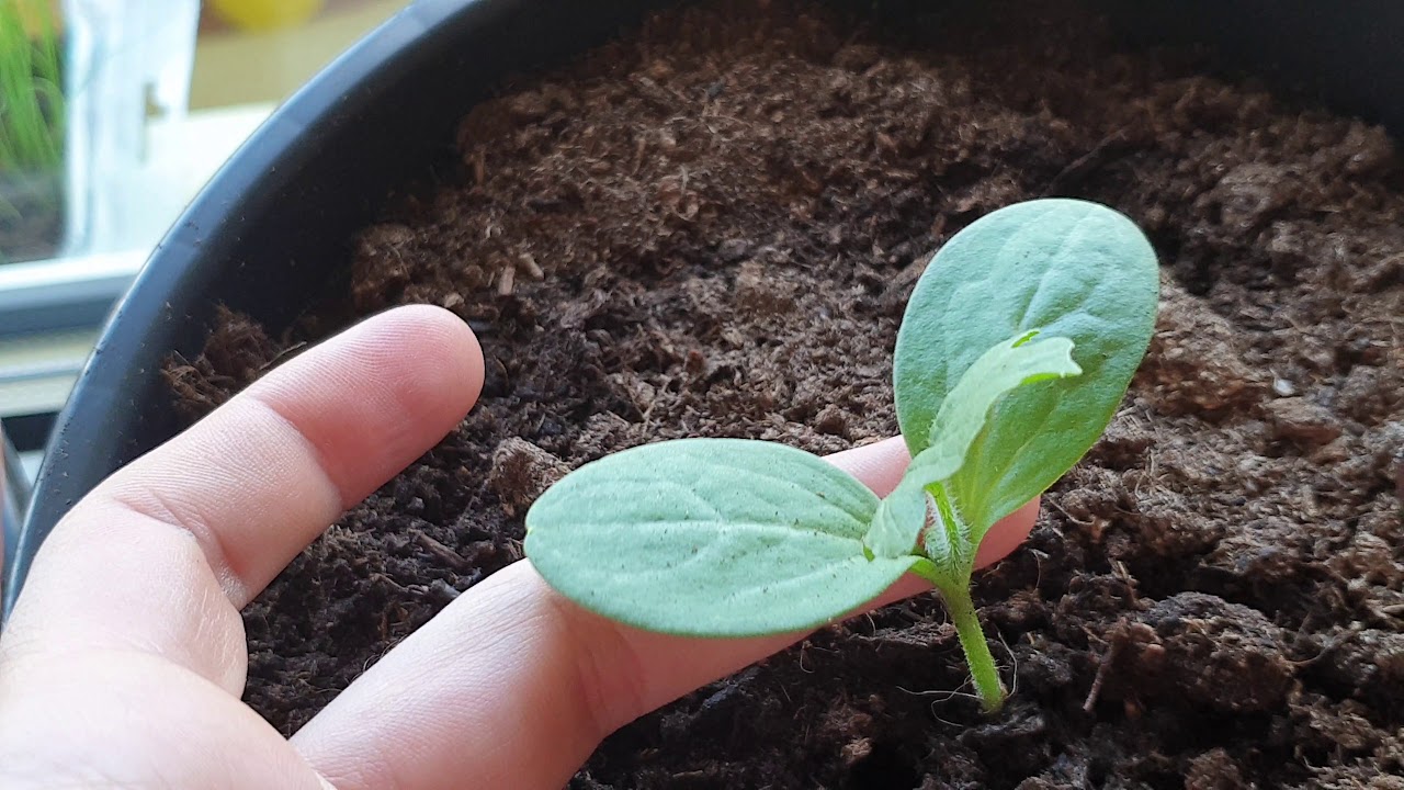 Посев семян арбуза на рассаду