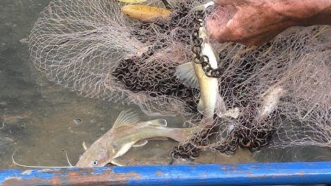 Ông lão chài cá . Dính cá lăng , Cá chốt gỡ mỏi tay . trúng mánh bầy cá lăng