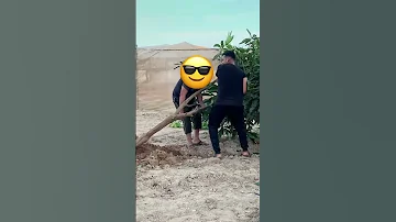 زراعة شجرة مانجو عملاقة زراعة Organic Farming 