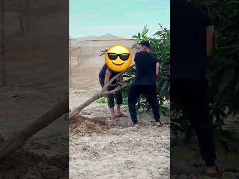 زراعة شجرة مانجو عملاقة زراعة  
