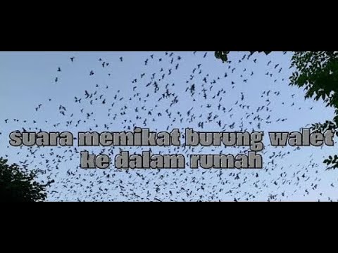 Video ÂM THANH DỤ CHIM YẾN NGOÀI TRỜI Âm ngoài thành công... - youtube