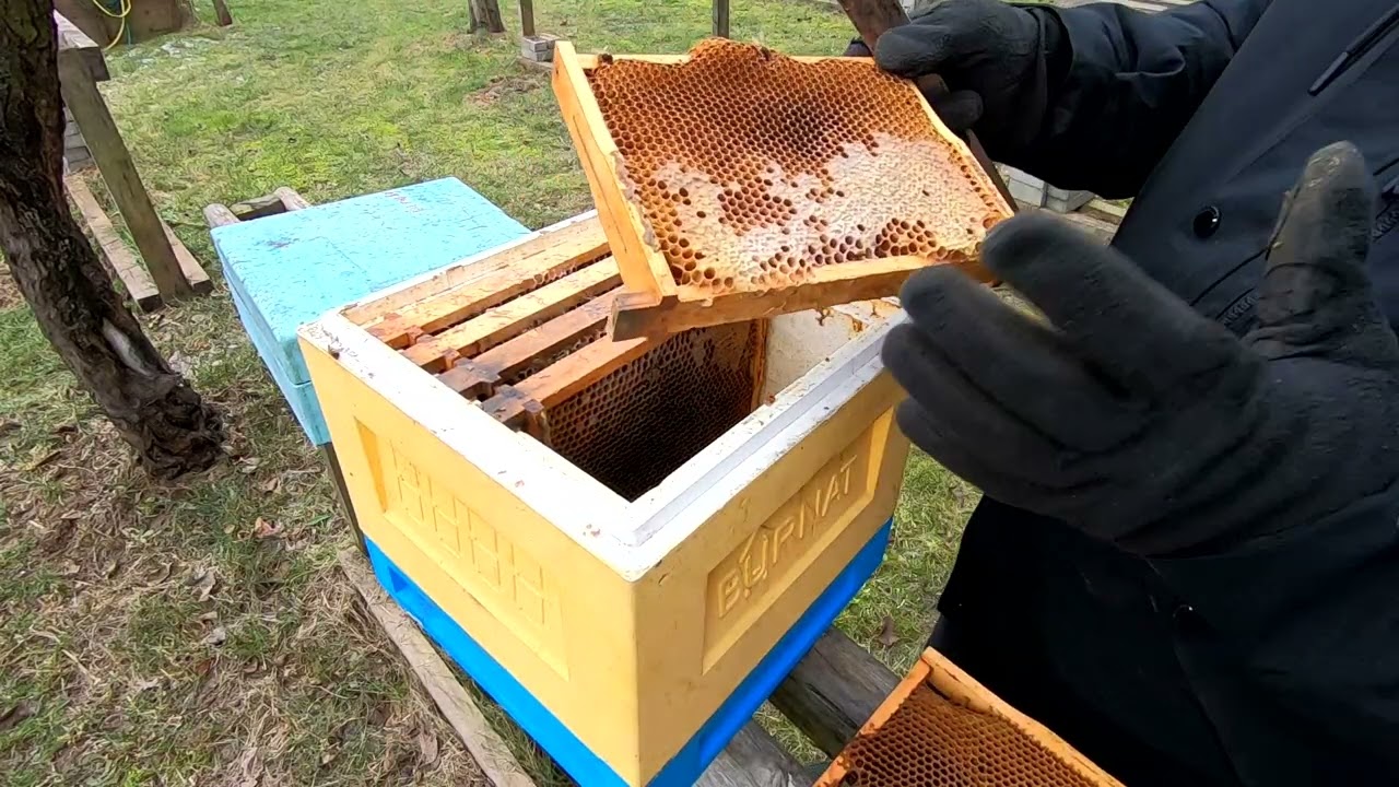 CZY ZAGLĄDAĆ ZIMĄ DO ULA - OSYPANA RODZINA.