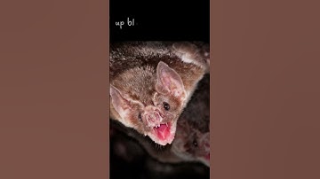 REAL Vampire Bats #facts #shorts