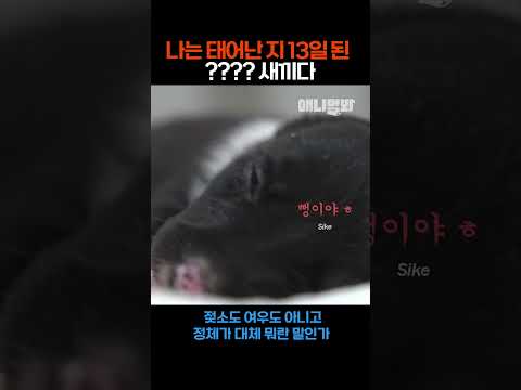나는 태어난 <strong>지</strong> 13일 된 보더콜리 새끼다 #애니멀봐 #<strong>shorts</strong>