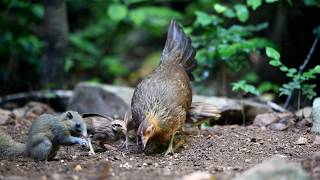 Red Jungle Fowl Gallus gallus spadiceus with chicks screenshot 4