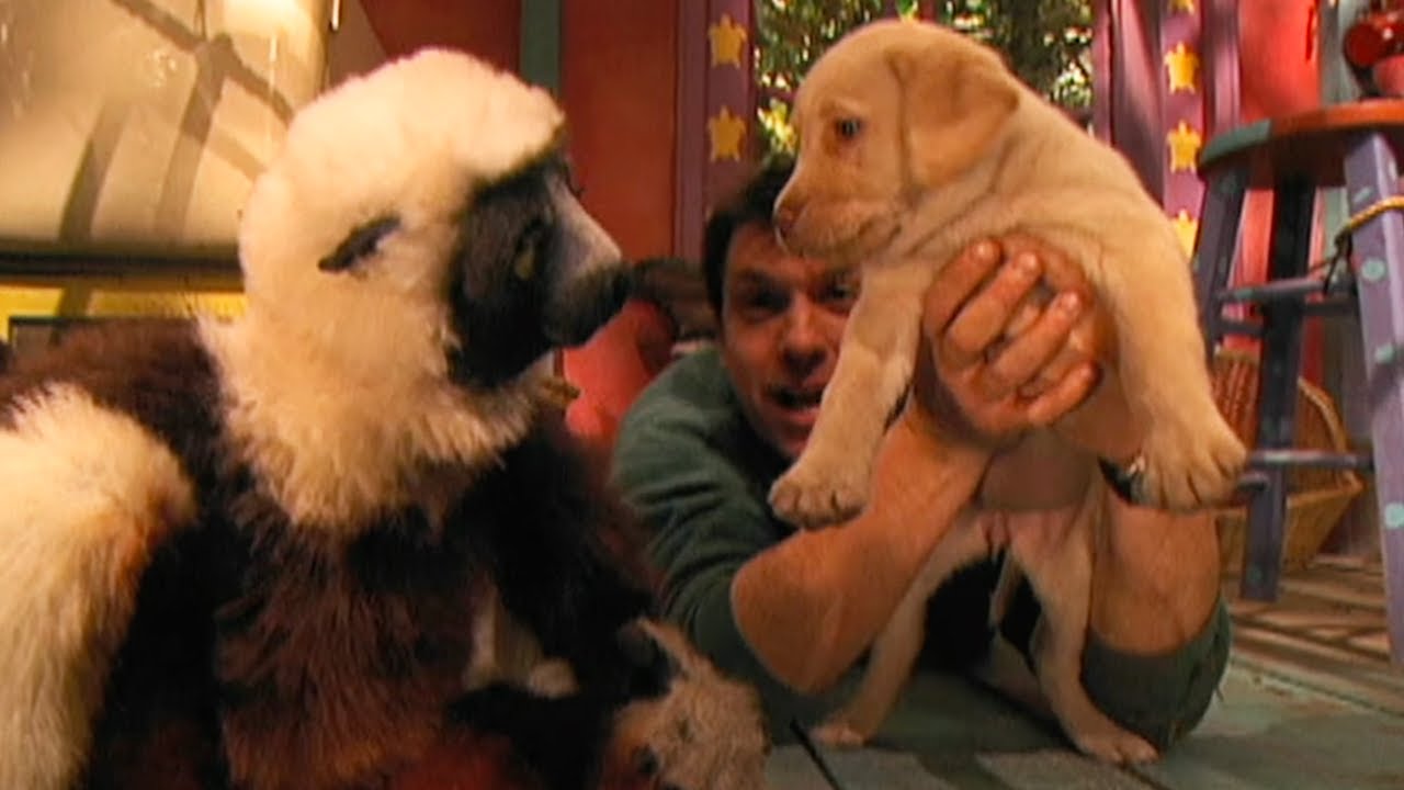 Zoboomafoo - Puppies | WildBrain Zoo | Animal Lovers Kids Show