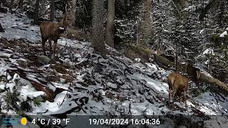 piège photo maurienne