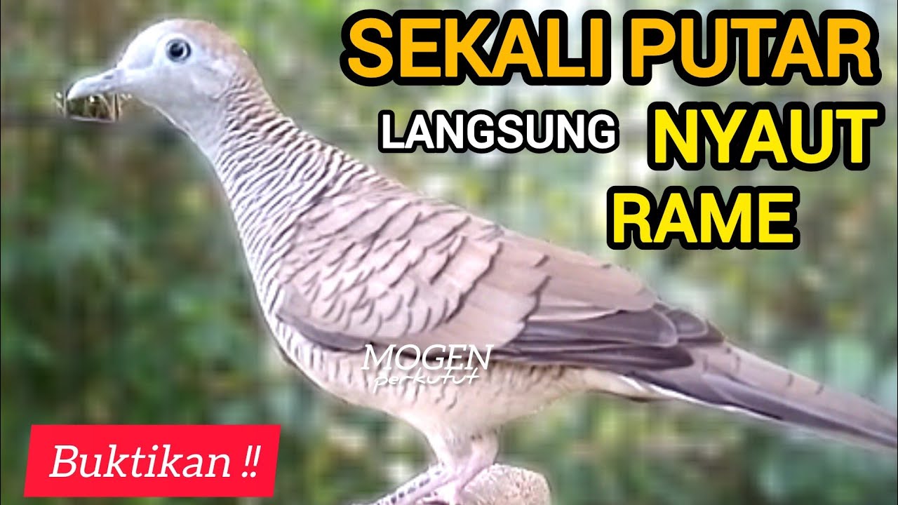 Perkutut Lokal Gacor Ahlinya Atasi Perkutut Malas Bunyi||Sekali Putar Langsung Nyaut Bunyi Gacor 