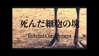 SHINDA SAIBO NO KATAMARI - INFECTED OSTRICHMENT [OFFICIAL MUSIC VIDEO] (2020) SW EXCLUSIVE