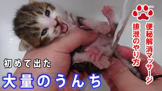 [Kitten Poop: Warning]How to urge a baby cat to poop and the first time a kitten pooped a lot.
