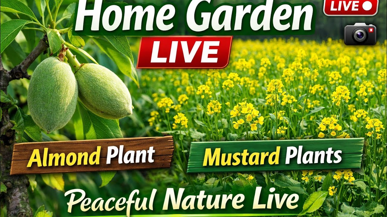 Home Garden Live 🌱 | Almond Plant & Mustard Plants Growth | Peaceful Nature Live