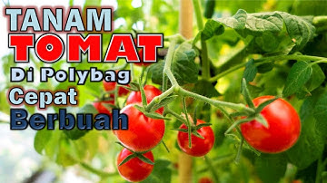 Cara Mudah Menanam Tomat di Polybag Cepat Berbuah
