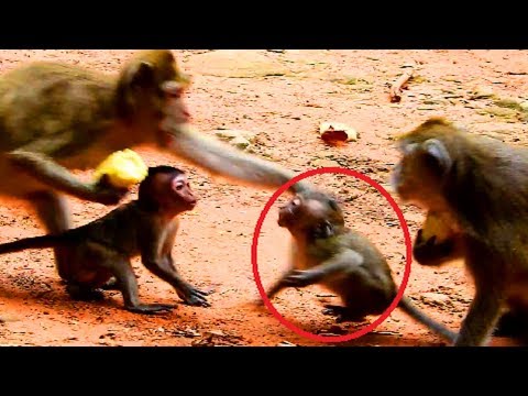 Amari Angry Sweety Baby Until Fight Dolly Fight Lori Back Why Monkey Argue Like This Pity On Baby Amari Angry Sweety Baby Until Fight Dolly Fight Lori Back Why Monkey Argue Like This Pity On Baby