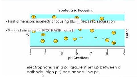 Introduction to 2D Gel Electrophoresis