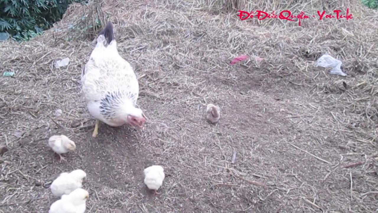 Tiếng kêu và hình ảnh gà mẹ bảo vệ đàn gà con đi kiếm... - youtube