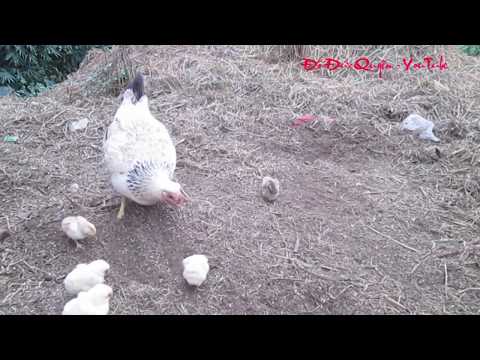 Video Tiếng kêu và hình ảnh gà mẹ bảo vệ đàn gà con đi kiếm... - youtube
