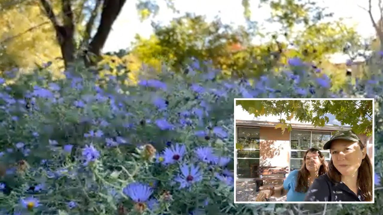 Native Plants at Noon October 2021