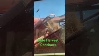 Milo harvest continues