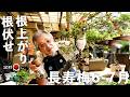 6-7月の長寿梅の作業。根伏せと根上がりの魅力について【盆栽Q】