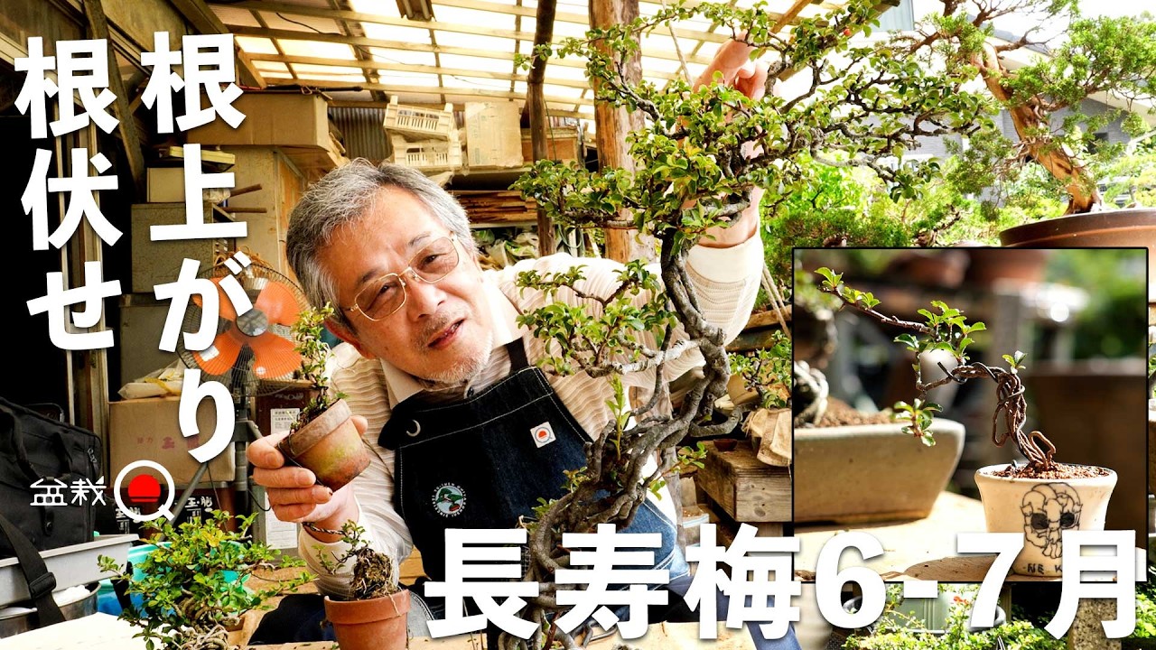 The appeal of root cuttings and root-exposed cuttings of the
