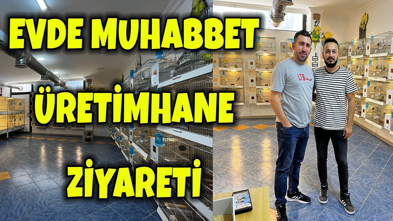 EVDE MUHABBET SHOW JUMBO ÜRETİM HANE ZİYARETİ ! #muhabbetkuşu