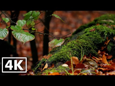 Leaves and Tree under soothing Rain | Relax and Study to Nature