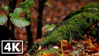 Leaves and Tree under soothing Rain | Relax and Study to Nature