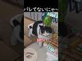 幸せを掴んだ泥棒猫❤️ #shortvideo #猫のいる暮らし #泥棒