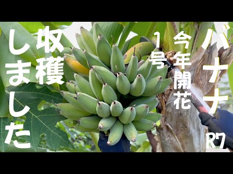 早期開花！２６０㎝準親株◆TV絶賛、高糖度 バナナ◆ドワーフナムワ・ヌアンジュン 早期開花！260㎝準親株◇TV絶賛、高糖度 バナナ◇ドワーフ
