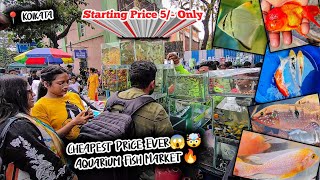 Fish Market | Galiff Street Fish Market Kolkata | Cheap Price | Recent Aquarium Fish Price Update by Curious Calcutta 4,206 views 2 months ago 12 minutes, 46 seconds