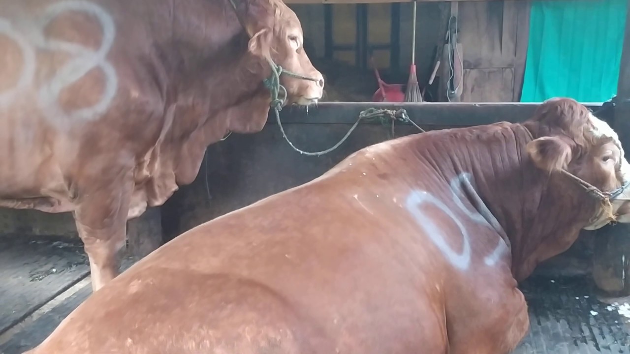 Sapi qurban 2020 bukan sapi kontes...di wonosari gunung kidul - YouTube