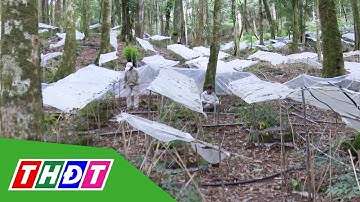 Kon Tum: Thu hoạch hạt sâm Ngọc Linh | THDT