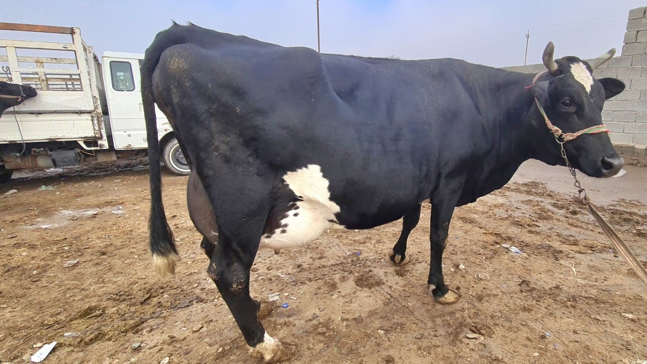 بورصة أسعار المواشي في العراق  سوق المواشي في محافظة ديالى سوق الابقار