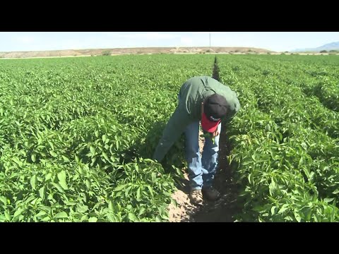 Video: Forskjellen Mellom Mexico Og New Mexico