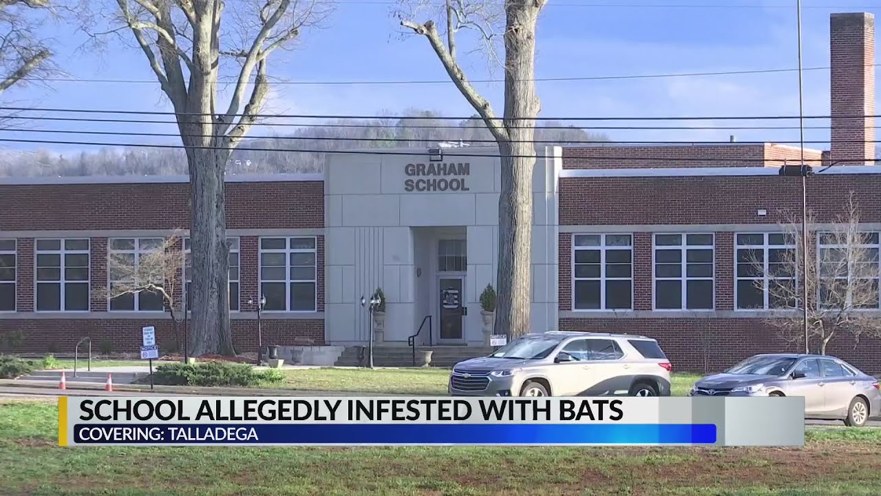 School allegedly infested with bats
