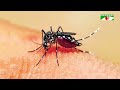 মশার বিস্তার ঠেকাতে যুক্তরাষ্ট্রের নতুন পদক্ষেপ