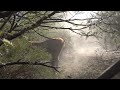 In the Battle - Wild Horses - Mark Storto Nature Clips