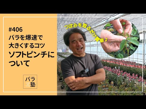 406 Tips for growing roses quickly: Soft pinching - YouTube