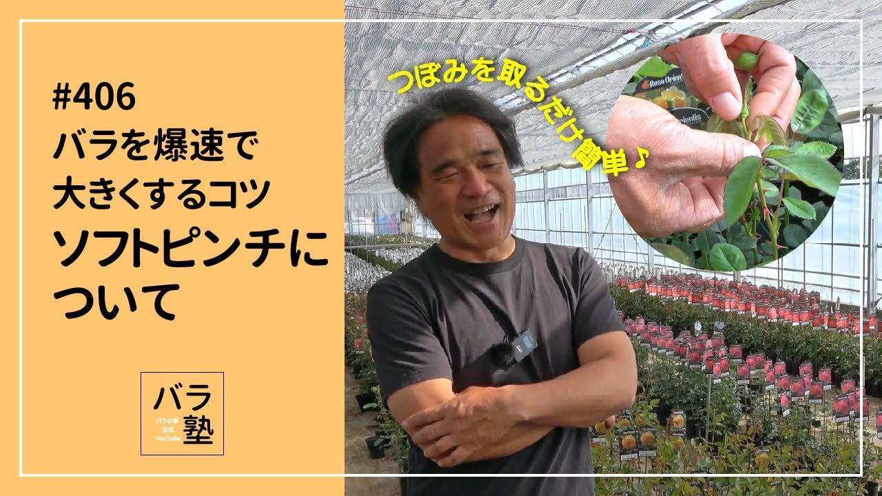 406 Tips for growing roses quickly: Soft pinching - YouTube