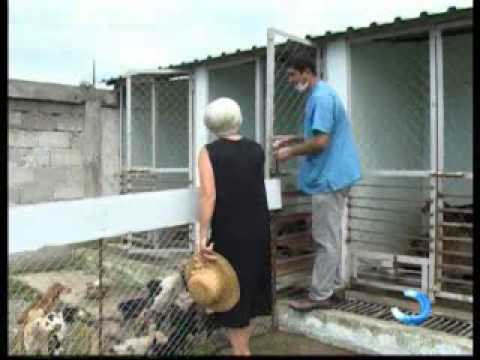 საზოგადოებირივი ჯანდაცვის ცენტრში ცოფის ინფექციის გავრცელების საფრთხეს არ ადასტურებენ