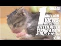 お風呂上がりの子猫