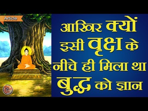 वीडियो: वह बोधि वृक्ष कहाँ है जिसके नीचे बुद्ध बैठे थे?