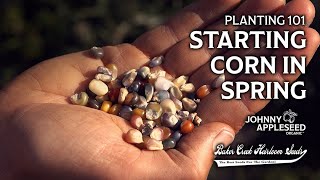 Planting 101 | How To Start Corn In Spring