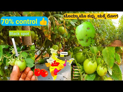 Видео: Лечение парши батата - Как контролировать паршу на растении сладкого картофеля