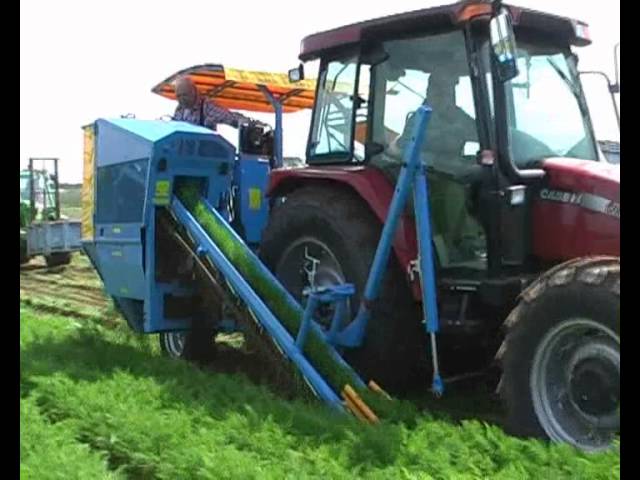 EUROPA CF300 carrot harvester