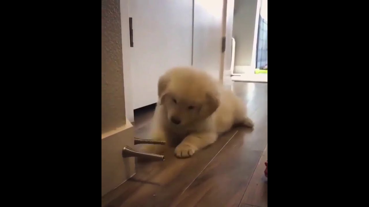 golden retriever puppy playing with door stopper YouTube