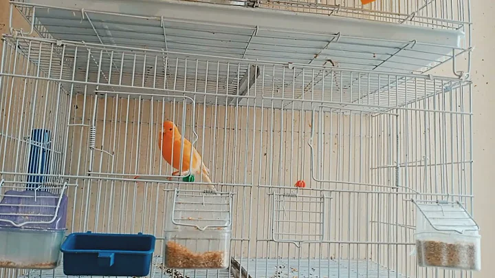 Singing nightingale: The Most Famous Singing Bird in the World |The Best Bird Songs for Relaxation