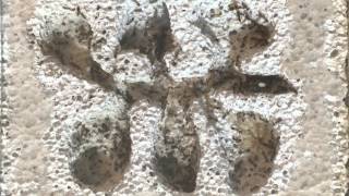 Tetramorium Caespitum Journal Günlük - 2