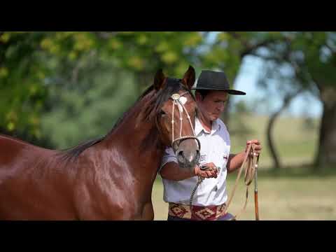 LOTE D - BASCO MAVERICK