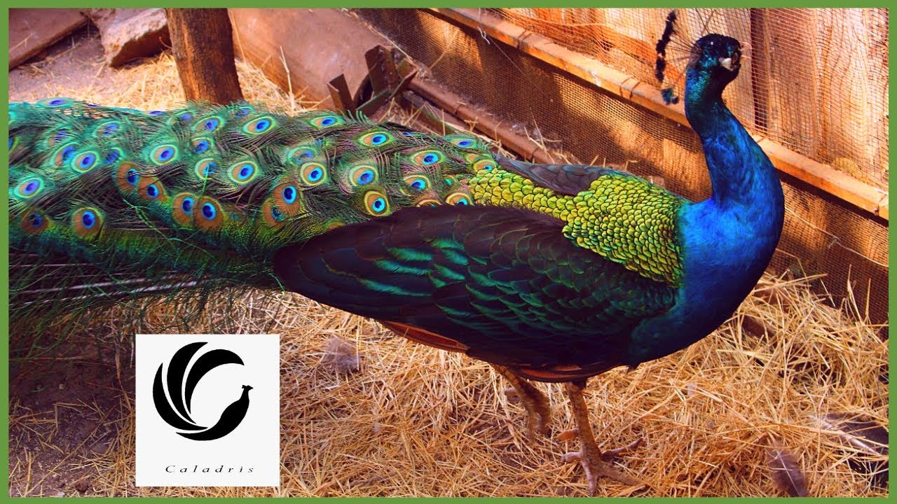 🦚 𝐂𝐑Í𝐀 𝐝𝐞 𝐏𝐚𝐯𝐨𝐬 𝐑𝐞𝐚𝐥𝐞𝐬 y PAVAS blancos 🦚 𝐀𝐕𝐄𝐒 𝐄𝐗𝐎𝐓𝐈𝐂𝐀𝐒 en Finca